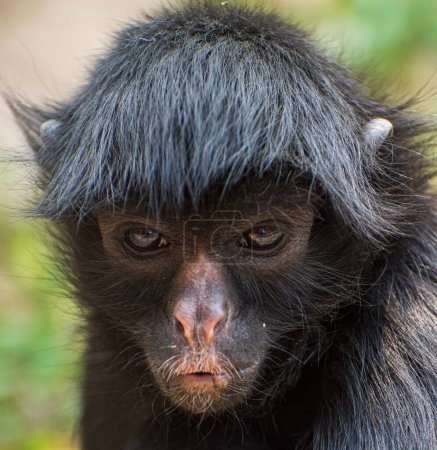Téléchargez les photos : Une macro verticale d'un singe noir - en image libre de droit