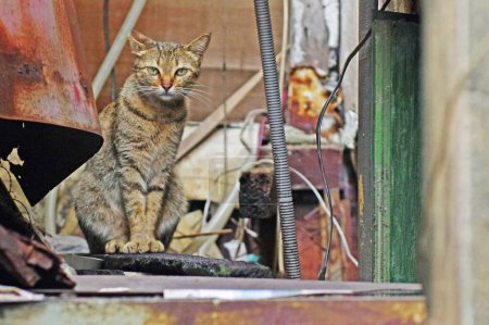 Foto de Una vista de cerca de un adorable gato salvaje cretense - Imagen libre de derechos