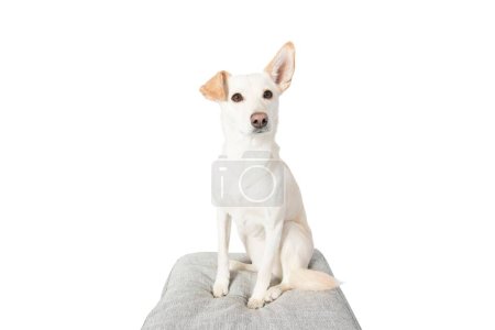 Téléchargez les photos : Portrait de chien mignon relaxant sur pouf confortable isolé sur fond blanc - en image libre de droit