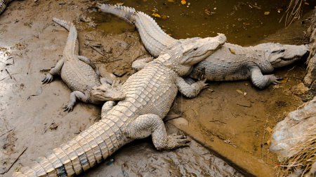Téléchargez les photos : Une jolie famille d'alligators couchés dans la boue à Cat Ba Island, Vietnam - en image libre de droit