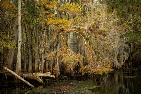 Foto de Un hermoso tiro de cipreses de Florida en el río Suwannee cambiando de color para el otoño - Imagen libre de derechos