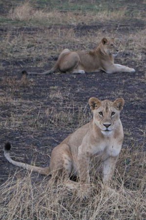 Foto de Un disparo vertical de una joven pareja de leonas descansando en el terreno cubierto de hierba - Imagen libre de derechos