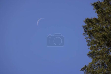 Téléchargez les photos : Un gros plan d'une belle lune près de la forêt - en image libre de droit