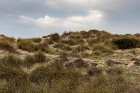 Foto de Hierba en dunas en la playa de cala mesquida en mallorca en primavera, España. Área de preservación y protección de la naturaleza - Imagen libre de derechos