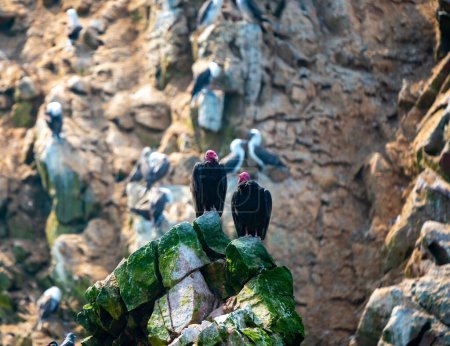 Téléchargez les photos : Gros plan sur les vautours turcs sur les rochers des îles Ballestas, Pérou - en image libre de droit