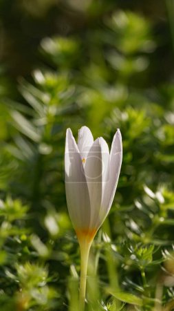 Photo for A vertical close-up of a white Crocus (Crocus albiflorus) in a garden - Royalty Free Image
