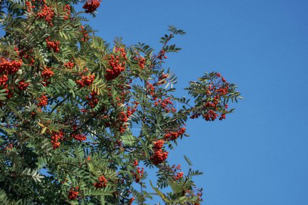 Foto de Un árbol frutal de Rowan bajo un cielo azul claro en un día soleado - Imagen libre de derechos