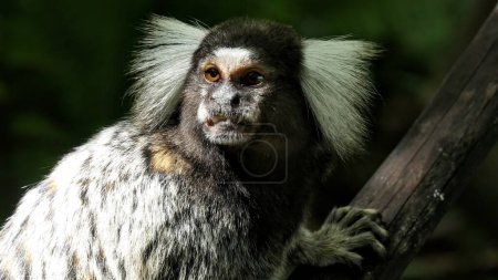 Foto de Un mono jacchus callithrix en la rama del árbol - Imagen libre de derechos