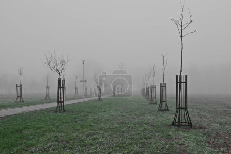 Photo for A misty view of a newly plant trees - Royalty Free Image