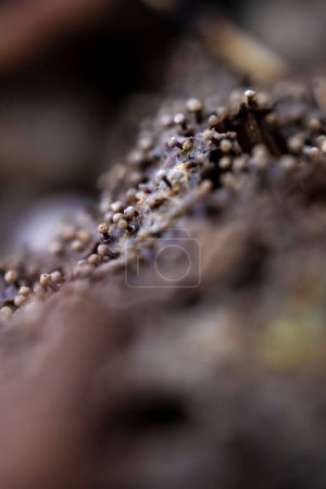Photo for A vertical closeup shot of macro mushrooms growing in the forest - Royalty Free Image