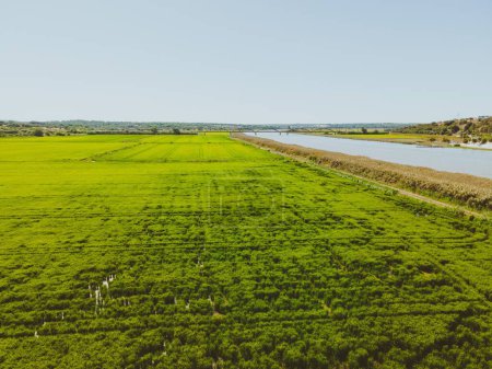 Foto de Un campo de cultivo de arroz en Alcacer do Sal, Portugal - Imagen libre de derechos