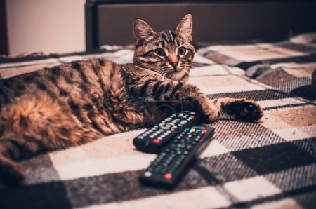 Téléchargez les photos : Un chat rayé marron couché sur une couverture - en image libre de droit
