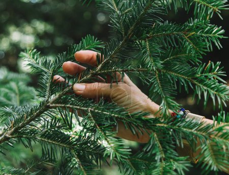 Téléchargez les photos : Gros plan d'une main féminine touchant les branches d'un arbre - en image libre de droit