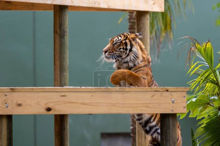 Téléchargez les photos : Un beau portrait en gros plan du Tigre de Sumatra grimpant sur un stand en bois au zoo d'Adélaïde - en image libre de droit