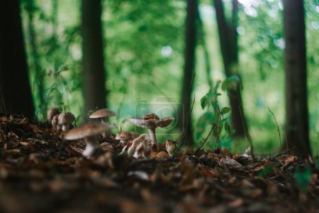 Téléchargez les photos : Un groupe de champignons sur le sol humide après la pluie dans la forêt - en image libre de droit