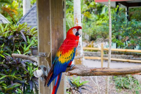 Photo for A beautiful shot of a macaw parrot sitting on wooden fence in zoological park - Royalty Free Image