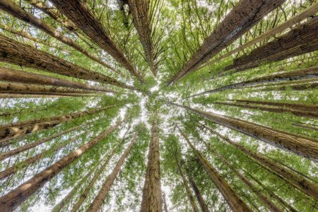 Photo for Wide view of tall Sequoia California Redwood trees looking up to the canopy. - Royalty Free Image