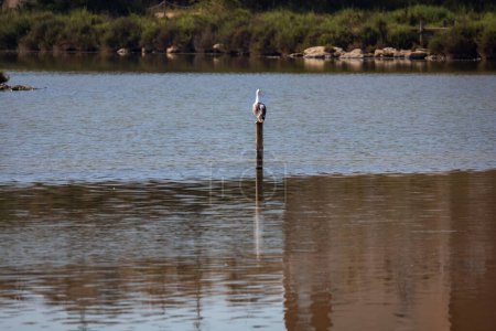 Photo for A California gull perched on the wooden stick in Salinas de Santa Pola Gaviota Natural Park - Royalty Free Image