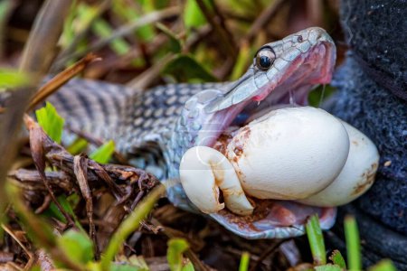 Foto de Una serpiente abriendo la boca y comiendo huevos grandes en el suelo del bosque - Imagen libre de derechos
