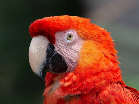 Photo for A closeup shot of a scarlet macaw in Santa Cruz de la Sierra, Bolivia - Royalty Free Image