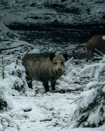 Téléchargez les photos : Plan vertical d'un porc sauvage dans le parc national Bayerischer enneigé - en image libre de droit