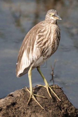Photo for A selective focus shot of pond heron on rock - Royalty Free Image