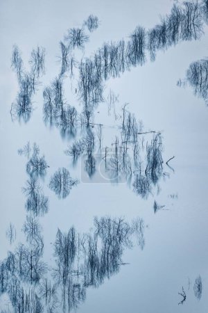 Foto de Vista aérea del patrón en forma de s formado por árboles muertos sumergidos en el lago - Imagen libre de derechos
