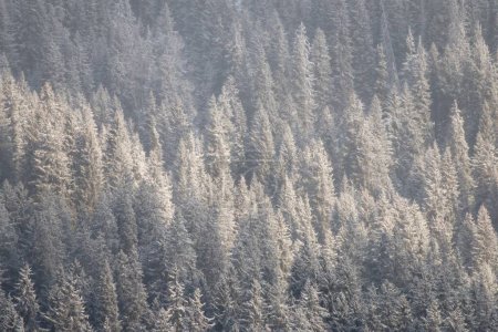 Téléchargez les photos : Une belle vue sur une montagne enneigée avec des sapins par une journée d'hiver brumeuse - en image libre de droit