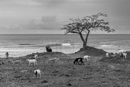 Foto de Una manada de cabras deambulando por la costa rocosa de Cuba, con una acacia solitaria y un paisaje marino al fondo, en escala de grises - Imagen libre de derechos