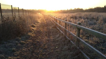 Téléchargez les photos : Un sentier entre des clôtures barbelées dans un champ envahi au coucher du soleil - en image libre de droit