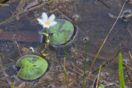 Téléchargez les photos : Snowflake waterlily in water on the Atherton Tablelands in Tropical North Queensland, Australie - en image libre de droit