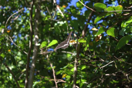 Téléchargez les photos : Un beau papillon noir sur une feuille sous la lumière du soleil - en image libre de droit