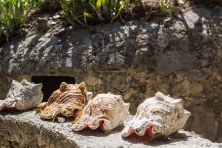 Foto de Un primer plano de conchas en el sol en el lugar ritual del tulum - Imagen libre de derechos