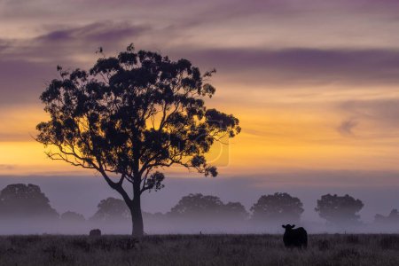 Téléchargez les photos : Aube brumeuse sur la ferme bovine australienne avec vaches et couleurs chaudes du lever du soleil - en image libre de droit