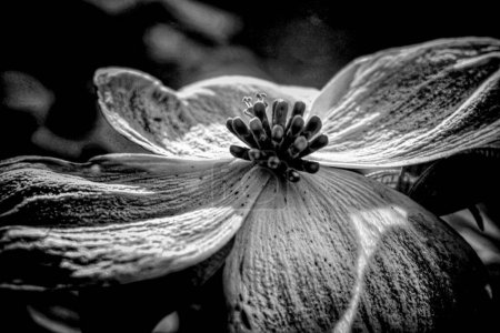 Téléchargez les photos : Un cliché en niveaux de gris d'une fleur de cornouiller en fleurs sur un fond doux et flou - en image libre de droit