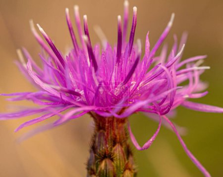 A closeup of a Spotted knapweed in a field under the sunlight with a blurry background