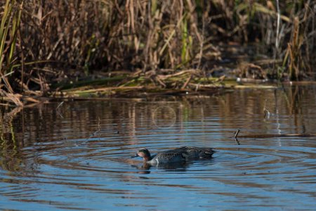 Téléchargez les photos : Une adorable sarcelle eurasienne nageant dans le lac - en image libre de droit