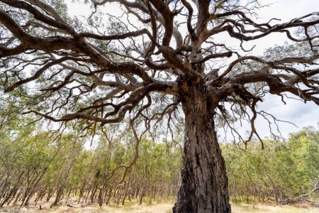 Foto de Árbol de chicle antiguo espectacular y majestuoso rodeado de árboles arbolados más pequeños con fuerte contraste y color. - Imagen libre de derechos