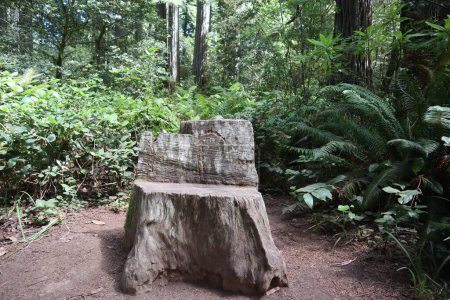 Foto de Una silla de tocón en un bosque de secuoyas con helechos en el condado de Humboldt, California, EE.UU. - Imagen libre de derechos