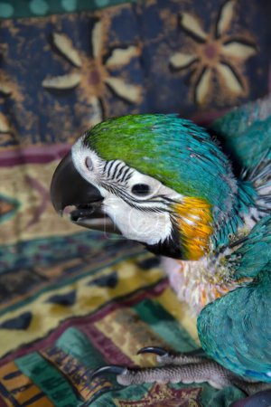 Photo for Hand reared baby Blue and Gold Macaw sitting on colourful couch - Royalty Free Image