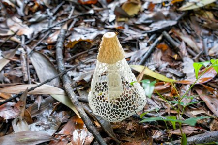 Téléchargez les photos : Phallus multicolor également connu sous le nom de champignons du corne d'odeur, une espèce tropicale, près de Kuranda dans le nord tropical du Queensland, Australie - en image libre de droit