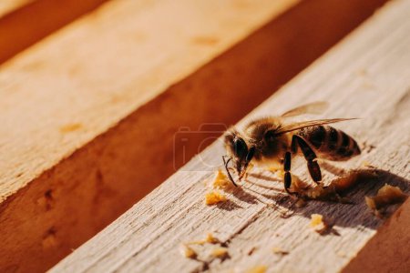 Téléchargez les photos : Gros plan d'une abeille domestique (Apis mellifera) sur une surface en bois - en image libre de droit
