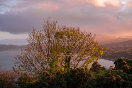 Téléchargez les photos : Une vue panoramique d'un arbre sur un fond de ciel couchant - en image libre de droit