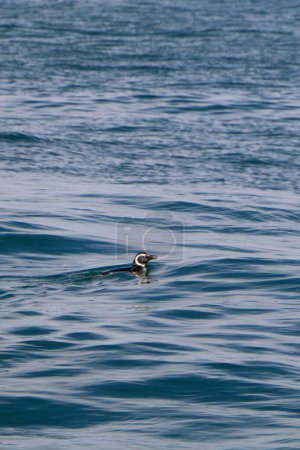 Photo for A vertical shot of an African penguin in the water - Spheniscus demersus - Royalty Free Image
