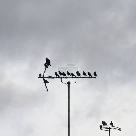 Foto de Un grupo de pájaros posados en una antena de techo. - Imagen libre de derechos