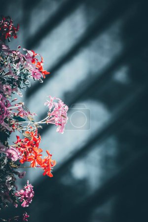 Foto de Un primer plano del ramo de Begonia obliqua en el interior, luces borrosas de fondo - Imagen libre de derechos