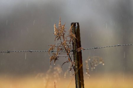 Photo for A barb wired fence with a plant and rain in the background during the day - Royalty Free Image
