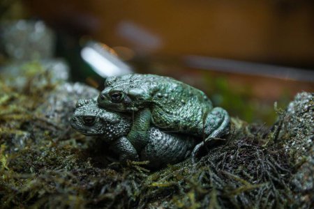 Photo for A selective shot of a frog pair's reproduction process - Royalty Free Image
