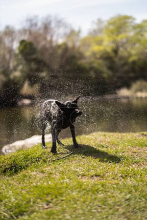 Photo for A black wet dog standing on grassland near lake - Royalty Free Image