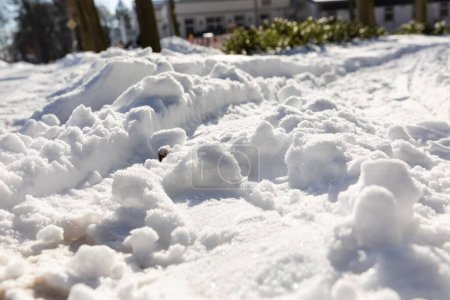 Téléchargez les photos : Un gros plan de neige blanche fraîche dans un jardin de maison - en image libre de droit
